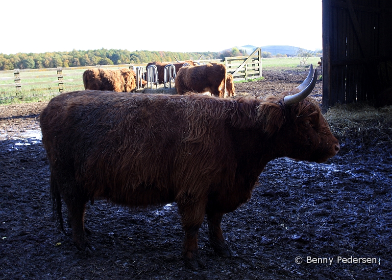 Skotsk Hojlandskvag 6.jpg - Skotsk Højlandskvæg (Highland Cattle)